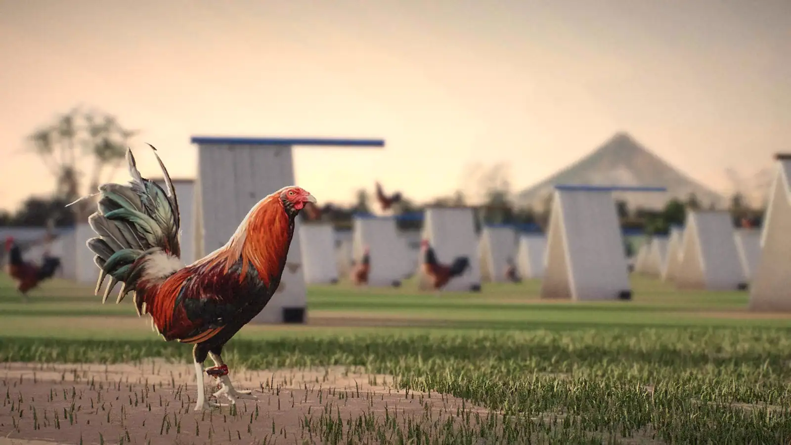 A gamecock with his leg band on the farm, the coops and the mountain behind him